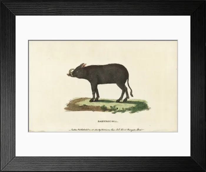 Framed Print : Buru babirusa, Babyrousa babyrussa Framed Print : Buru babirusa, Babyrousa babyrussa
