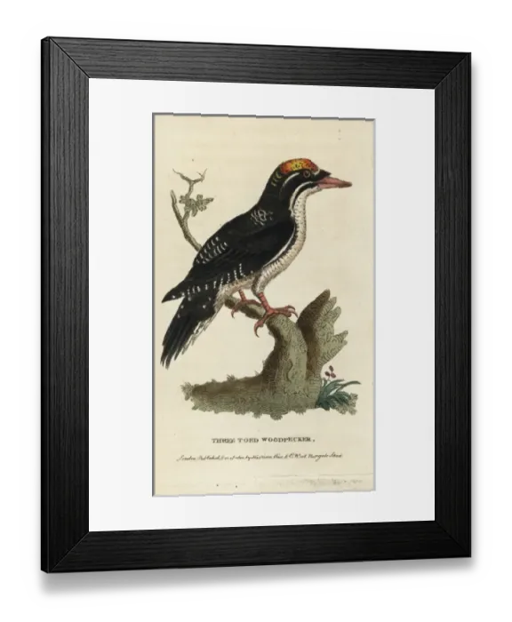 Framed Print : Three toed woodpecker, Picoides tridactylus Framed Print : Three toed woodpecker, Picoides tridactylus