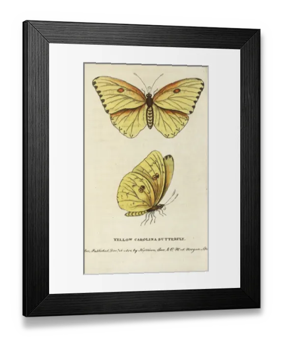 Framed Print : Cloudless sulphur, Phoebis sennae Framed Print : Cloudless sulphur, Phoebis sennae