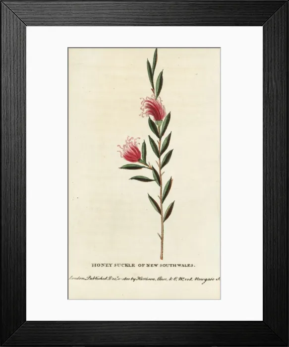 Framed Print : Honeysuckle of New South Wales, Lonicera species Framed Print : Honeysuckle of New South Wales, Lonicera species