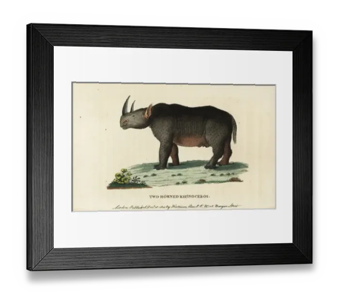 Framed Print : Black rhinoceros, Diceros bicornis Framed Print : Black rhinoceros, Diceros bicornis