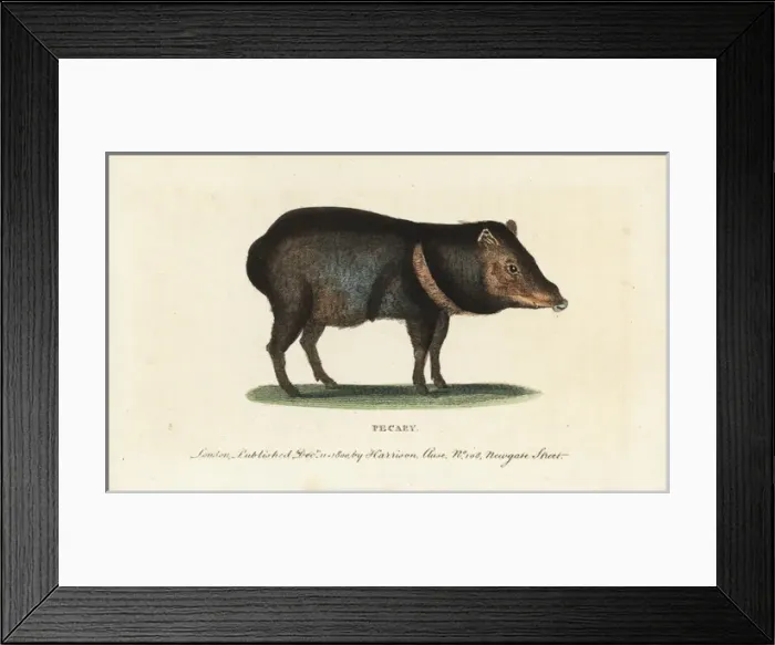 Framed Print : Collared peccary, Pecari tajacu Framed Print : Collared peccary, Pecari tajacu