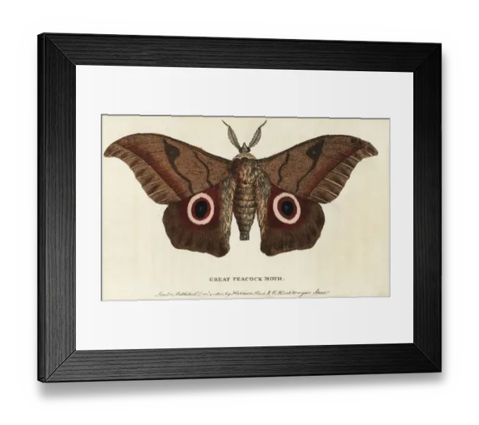 Framed Print : Great peacock moth, Saturnia pyri Framed Print : Great peacock moth, Saturnia pyri