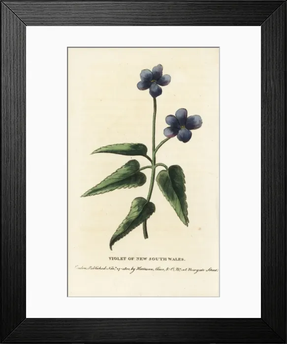 Framed Print : Violet of New South Wales, Viola species Framed Print : Violet of New South Wales, Viola species