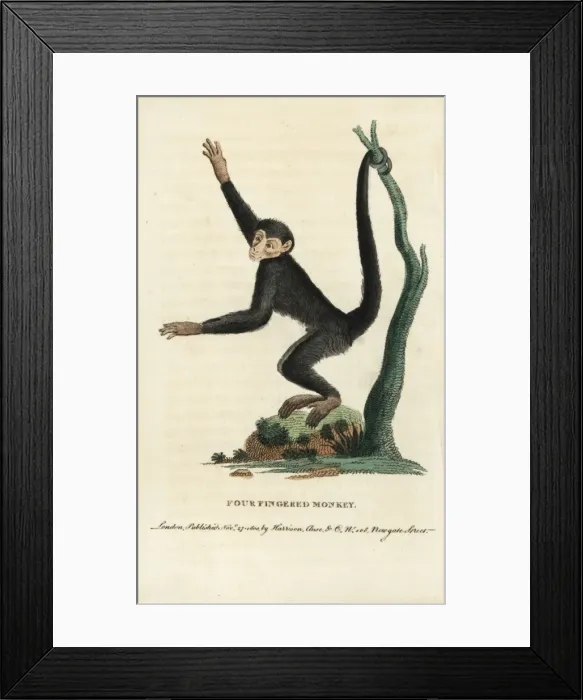 Framed Print : Red-faced spider monkey, Ateles paniscus Framed Print : Red-faced spider monkey, Ateles paniscus