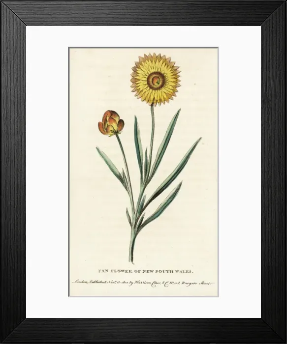 Framed Print : Fan flower of New South Wales Framed Print : Fan flower of New South Wales
