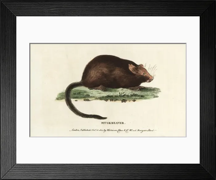 Framed Print : Muskrat, Ondatra zibethicus Framed Print : Muskrat, Ondatra zibethicus