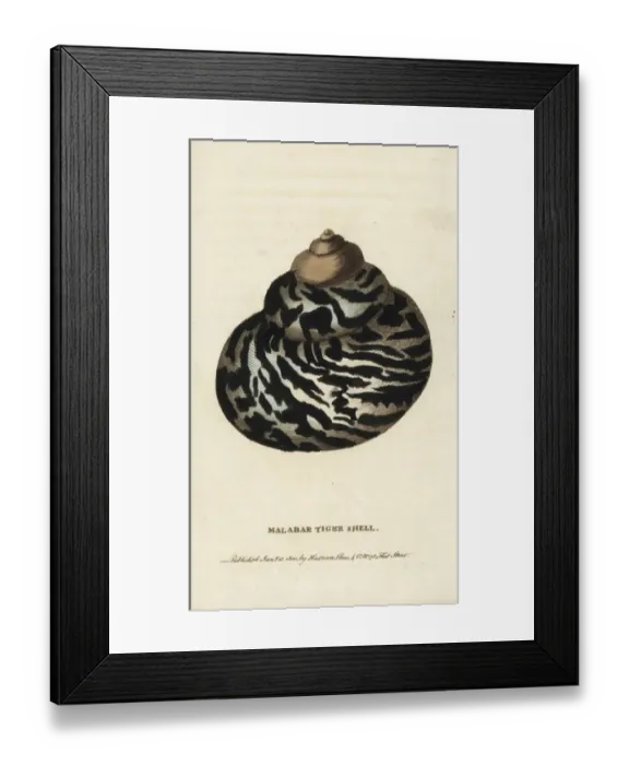 Framed Print : Malabar tiger shell Framed Print : Malabar tiger shell