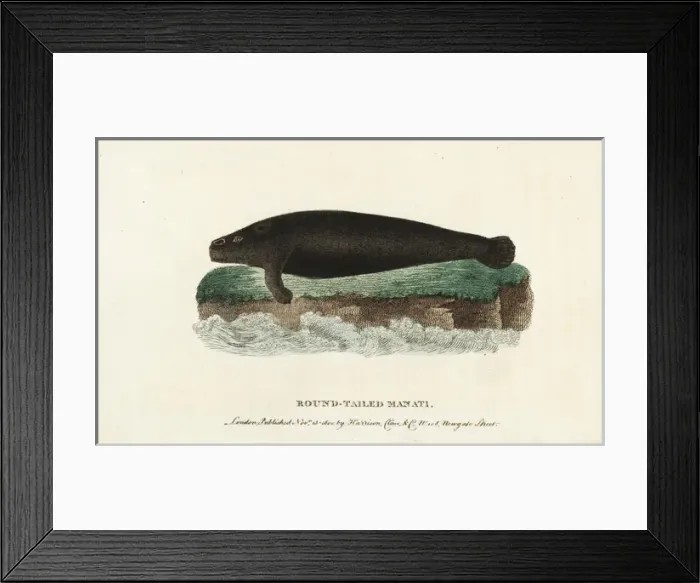Framed Print : West Indian manatee, Trichechus manatus Framed Print : West Indian manatee, Trichechus manatus