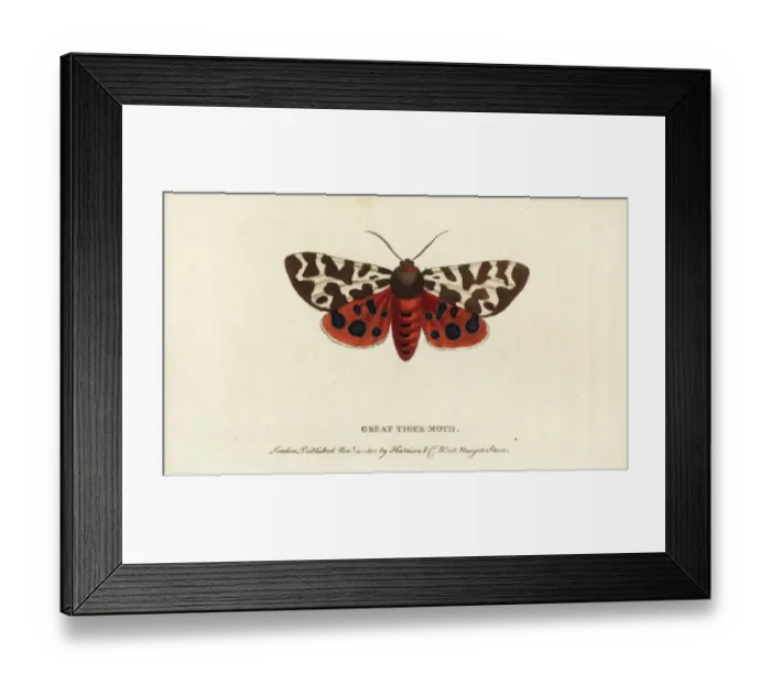 Framed Print : Garden tiger moth, Arctia caja Framed Print : Garden tiger moth, Arctia caja