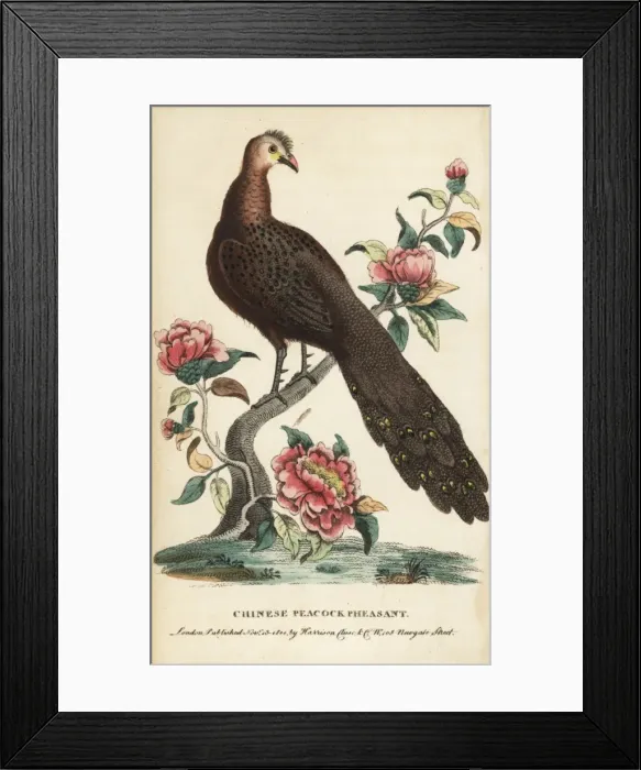 Framed Print : Grey peacock-pheasant, Polyplectron bicalcaratum Framed Print : Grey peacock-pheasant, Polyplectron bicalcaratum