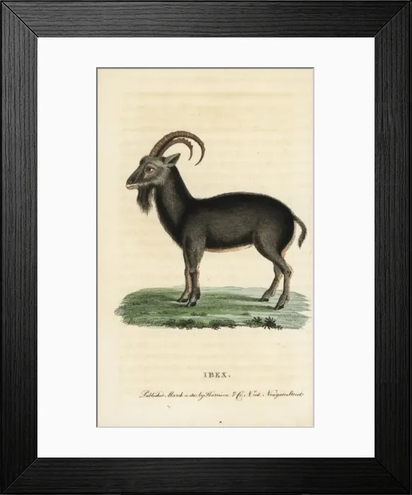 Framed Print : Alpine ibex, Capra ibex Framed Print : Alpine ibex, Capra ibex