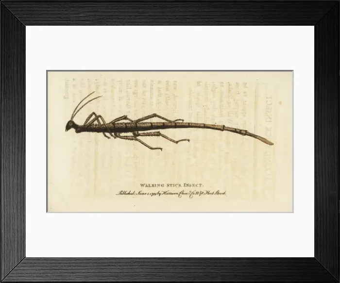 Framed Print : Walking stick insect Framed Print : Walking stick insect