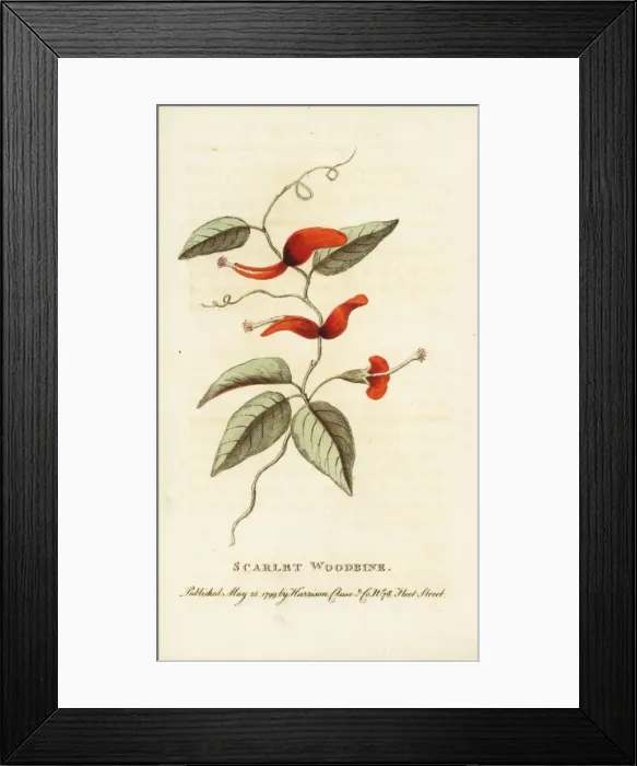 Framed Print : Scarlet woodbine of New South Wales, Lonicera species Framed Print : Scarlet woodbine of New South Wales, Lonicera species