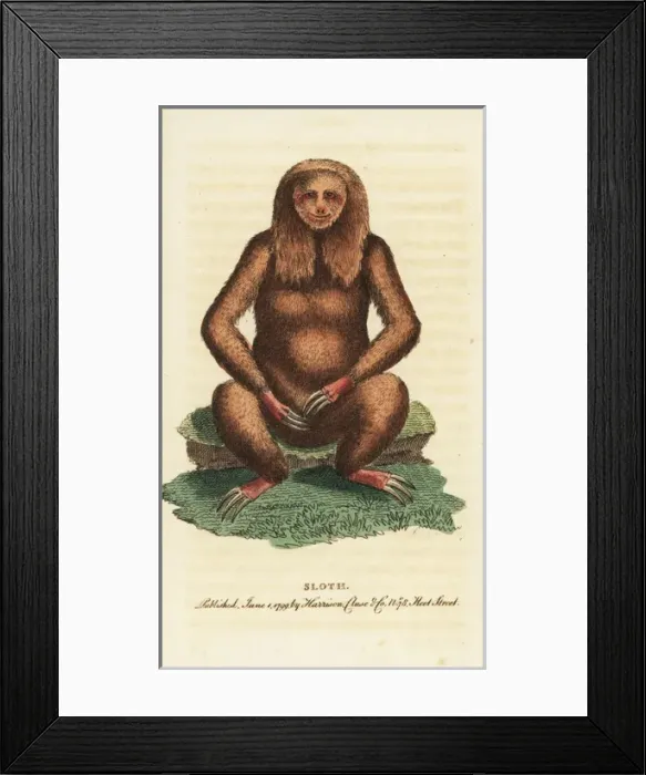 Framed Print : Three-toed sloth, Bradypus tridactylus Framed Print : Three-toed sloth, Bradypus tridactylus