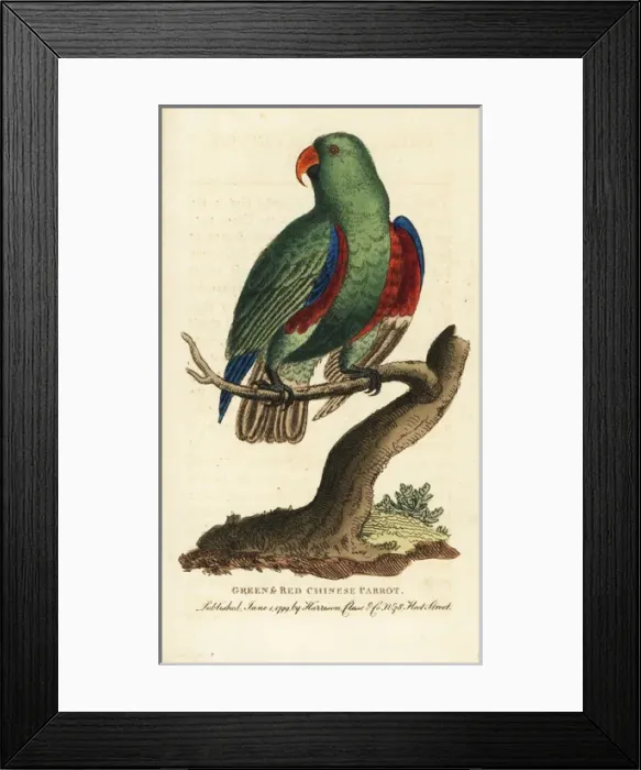 Framed Print : Green and red Chinese parrot, Eclectus roratus Framed Print : Green and red Chinese parrot, Eclectus roratus
