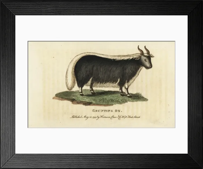 Framed Print : Yak, Bos grunniens and Bos mutus Framed Print : Yak, Bos grunniens and Bos mutus