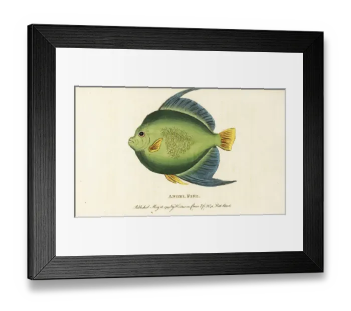 Framed Print : Angel fish or monk fish, Pomacanthus species Framed Print : Angel fish or monk fish, Pomacanthus species