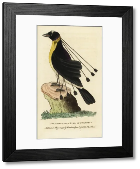 Framed Print : Western or Arfak parotia, Parotia sefilata Framed Print : Western or Arfak parotia, Parotia sefilata