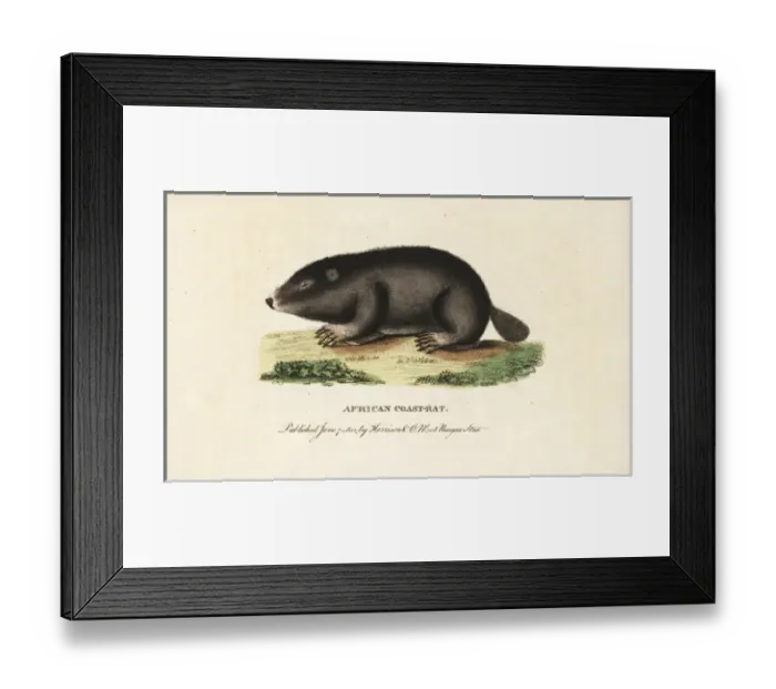 Framed Print : Cape dune mole rat, Bathyergus suillus Framed Print : Cape dune mole rat, Bathyergus suillus