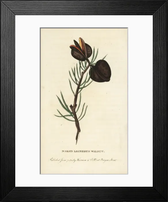 Framed Print : Naked ligneous walnut of New South Wales Framed Print : Naked ligneous walnut of New South Wales
