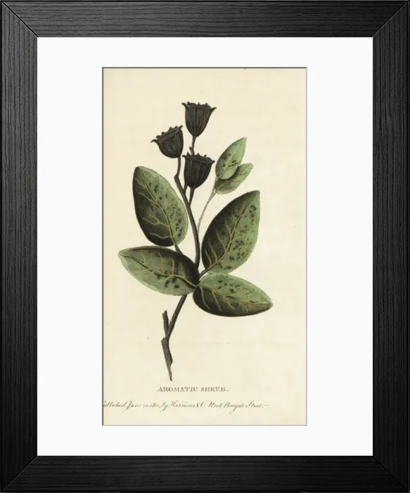 Framed Print : Aromatic shrub of New South Wales, Australia Framed Print : Aromatic shrub of New South Wales, Australia