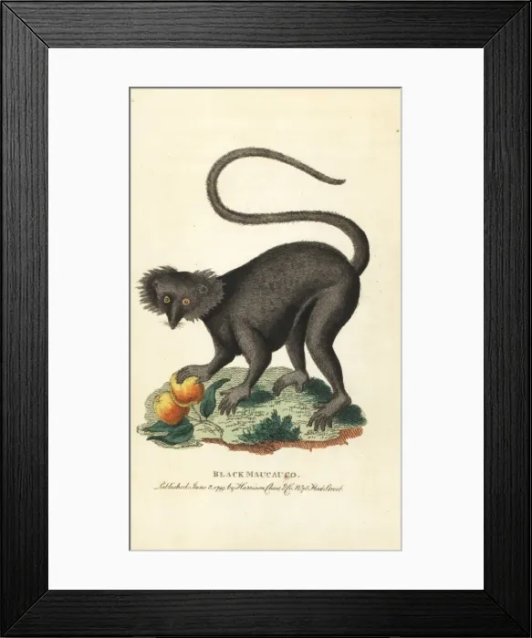 Framed Print : Black maucauco or black lemur, Eulemur macaco Framed Print : Black maucauco or black lemur, Eulemur macaco
