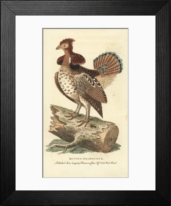 Framed Print : Ruffed grouse, Bonasa umbellus Framed Print : Ruffed grouse, Bonasa umbellus