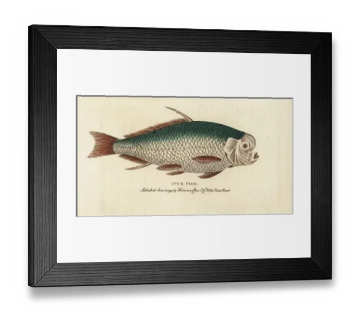 Framed Print : Spur fish, unidentified species Framed Print : Spur fish, unidentified species