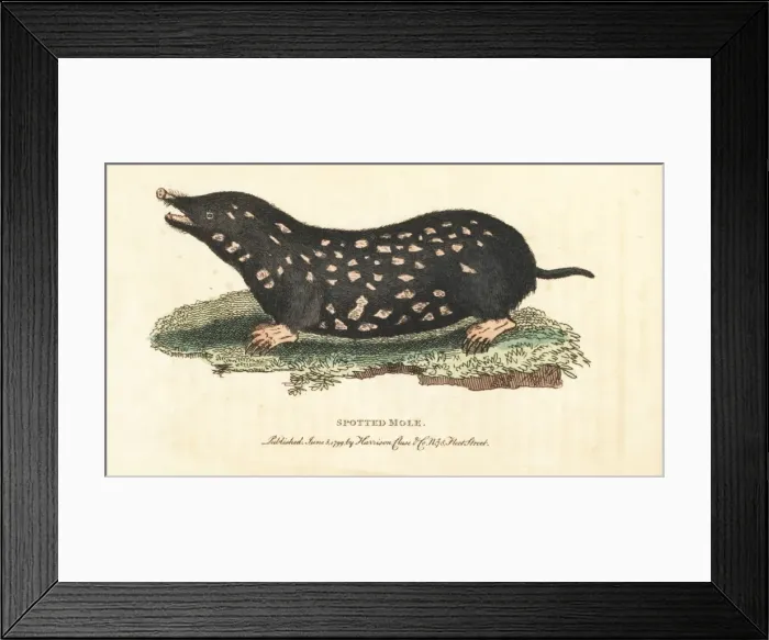 Framed Print : Spotted mole, Talpa europaea Framed Print : Spotted mole, Talpa europaea