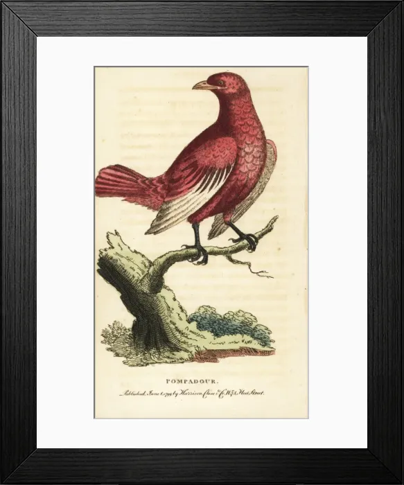 Framed Print : Pompadour cotinga, Xipholena punicea Framed Print : Pompadour cotinga, Xipholena punicea