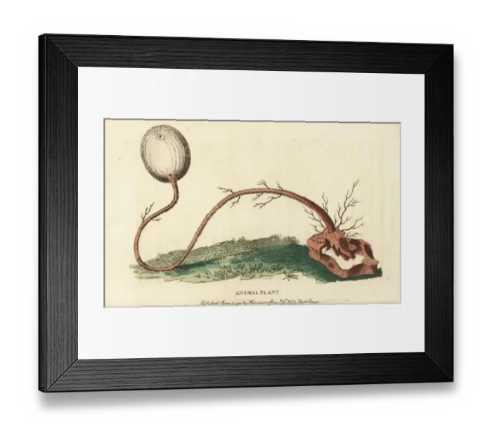 Framed Print : European sea squirt, Ascidiella aspersa