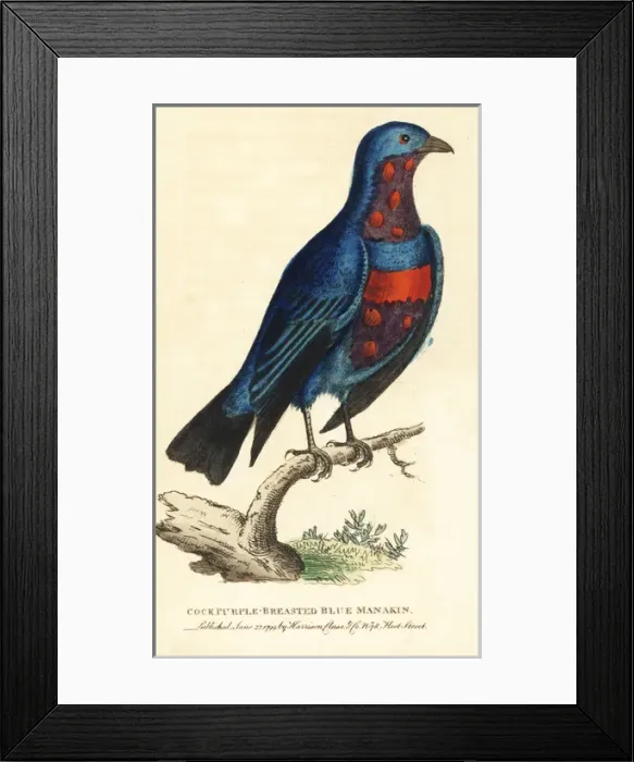 Framed Print : Banded cotinga, Cotinga maculata Framed Print : Banded cotinga, Cotinga maculata