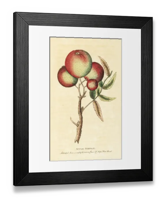 Framed Print : Sorb apples from a service tree, Sorbus domestica Framed Print : Sorb apples from a service tree, Sorbus domestica