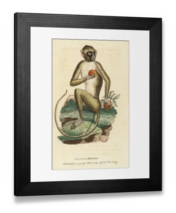 Framed Print : Green monkey, Chlorocebus sabaeus Framed Print : Green monkey, Chlorocebus sabaeus