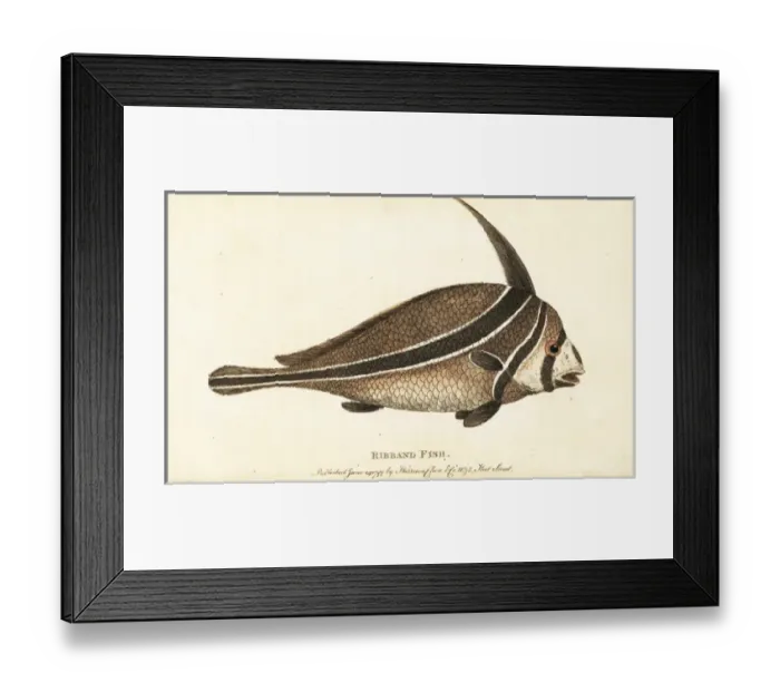 Framed Print : Ribband fish, unknown species Framed Print : Ribband fish, unknown species