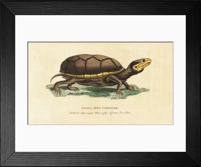Framed Print : Eastern mud turtle, Kinosternon subrubrum Framed Print : Eastern mud turtle, Kinosternon subrubrum