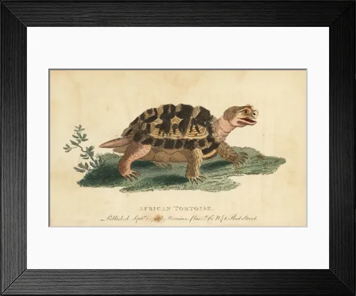 Framed Print : Spur-thighed tortoise, Testudo graeca Framed Print : Spur-thighed tortoise, Testudo graeca
