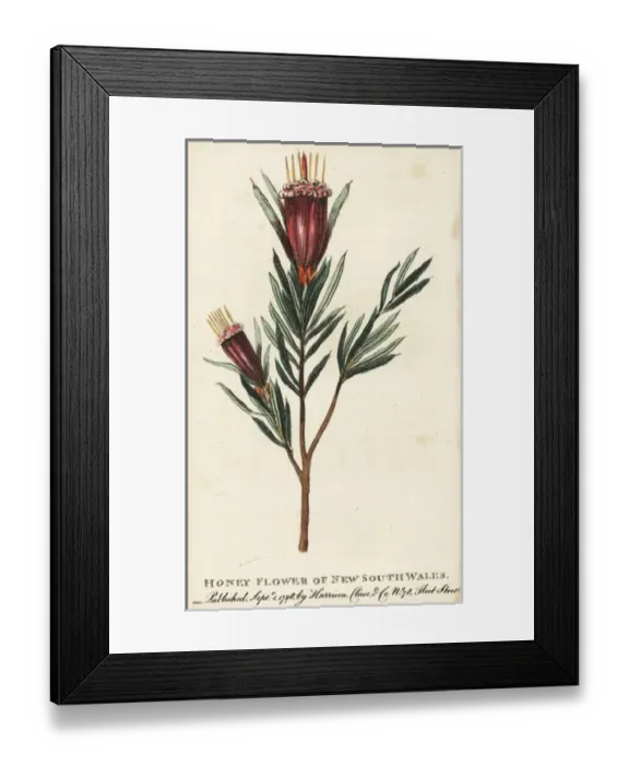 Framed Print : Honey flower of New South Wales Framed Print : Honey flower of New South Wales