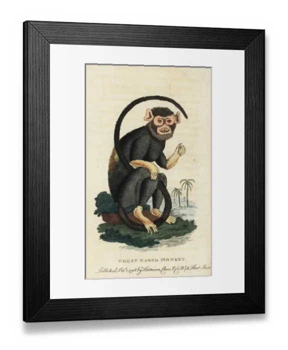 Framed Print : Red-handed tamarin, Saguinus midas Framed Print : Red-handed tamarin, Saguinus midas