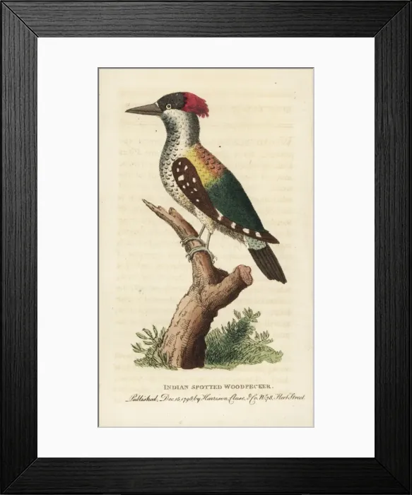 Framed Print : Black-rumped flameback, Dinopium benghalense Framed Print : Black-rumped flameback, Dinopium benghalense