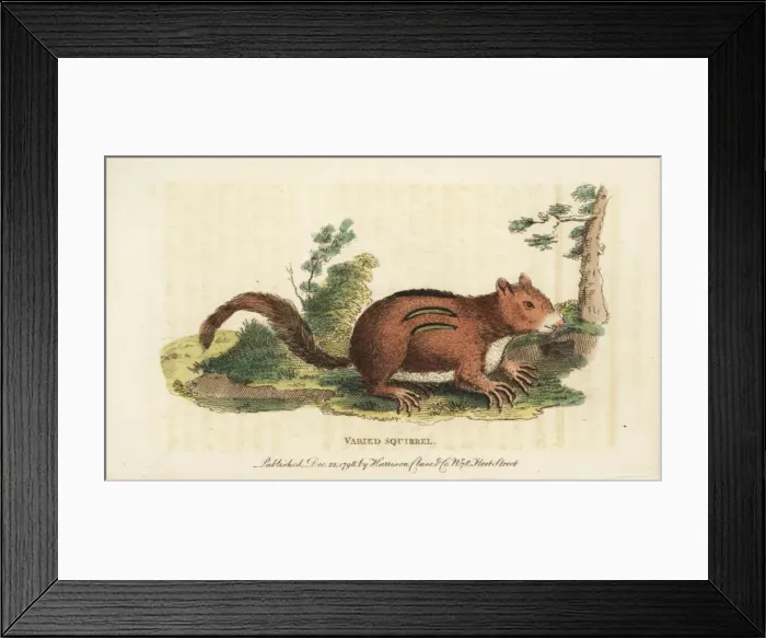 Framed Print : Eastern chipmunk, Tamias striatus Framed Print : Eastern chipmunk, Tamias striatus