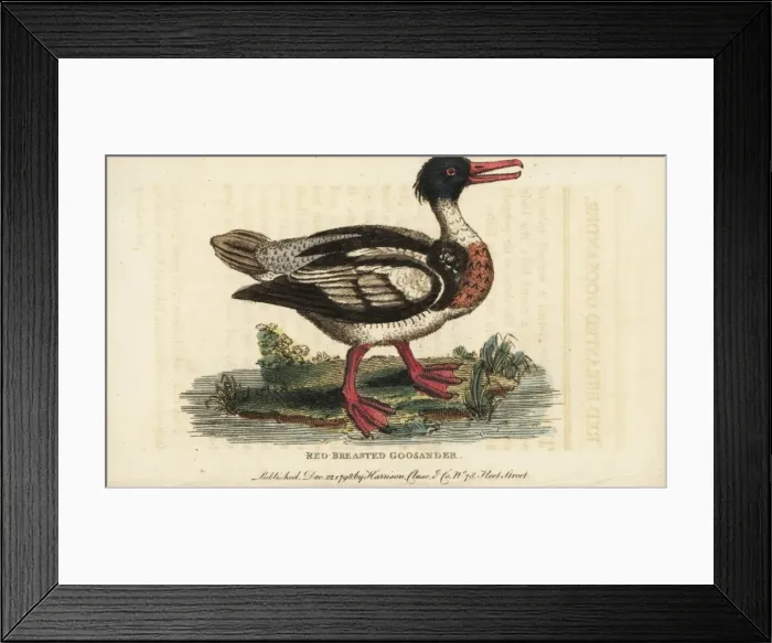 Framed Print : Red-breasted merganser, Mergus serrator Framed Print : Red-breasted merganser, Mergus serrator