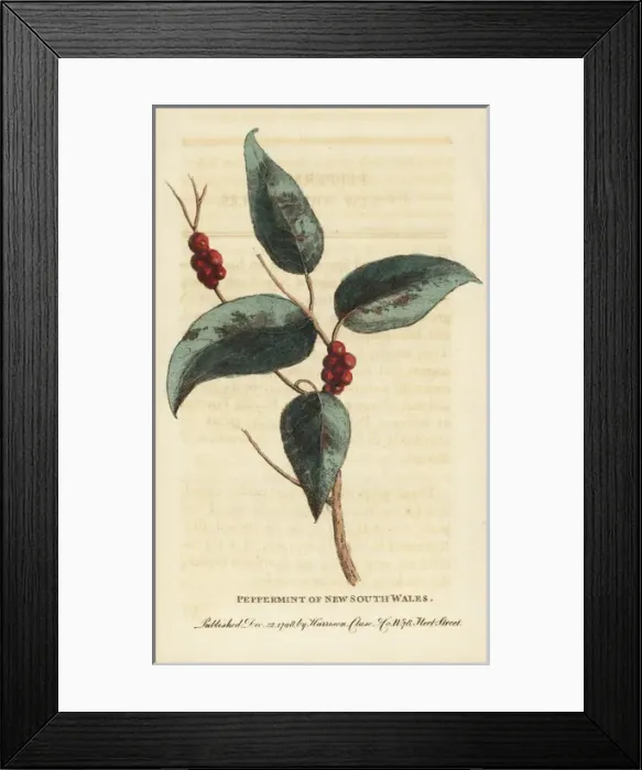 Framed Print : Sydney peppermint, Eucalyptus piperita Framed Print : Sydney peppermint, Eucalyptus piperita