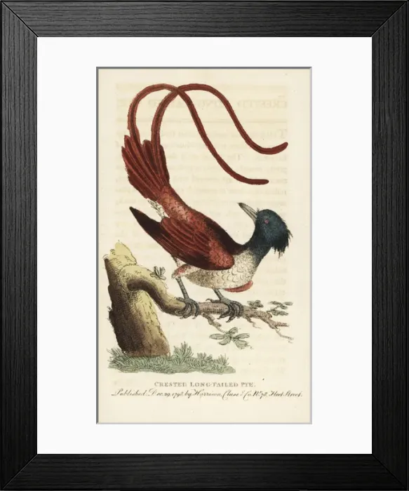 Framed Print : Asian paradise flycatcher, Terpsiphone paradisi Framed Print : Asian paradise flycatcher, Terpsiphone paradisi