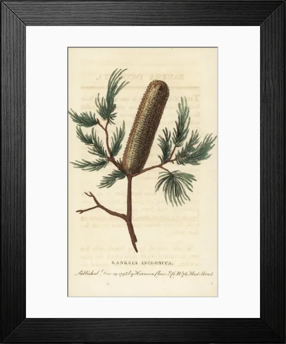Framed Print : Banksia incognita, unknown species from New South Wales Framed Print : Banksia incognita, unknown species from New South Wales