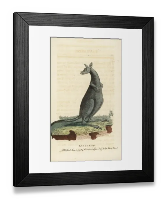 Framed Print : Eastern grey kangaroo, Macropus giganteus Framed Print : Eastern grey kangaroo, Macropus giganteus
