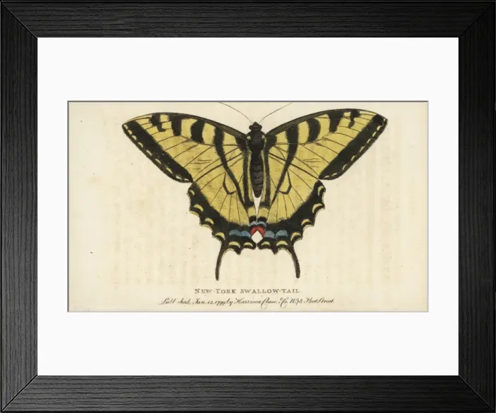 Framed Print : Two-tailed swallowtail butterfly, Papilio multicaudata Framed Print : Two-tailed swallowtail butterfly, Papilio multicaudata