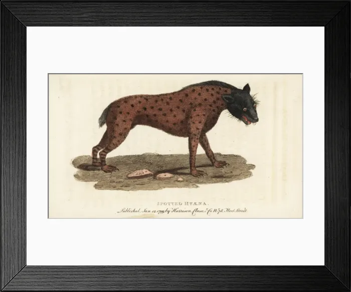 Framed Print : Spotted hyena, Crocuta crocuta Framed Print : Spotted hyena, Crocuta crocuta