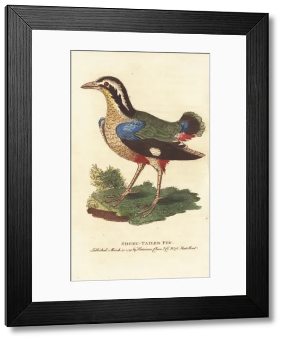 Framed Print : Indian pitta, Pitta brachyura Framed Print : Indian pitta, Pitta brachyura